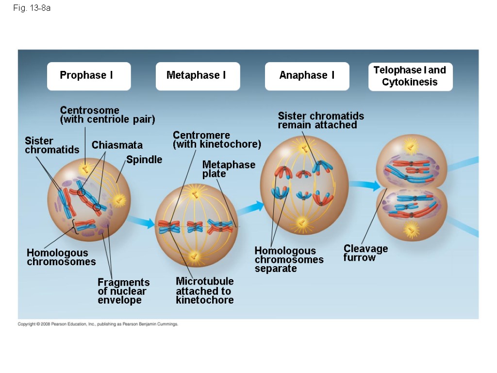 Metaphase I Fig. 13-8a Prophase I Anaphase I Telophase I and Cytokinesis Centrosome (with